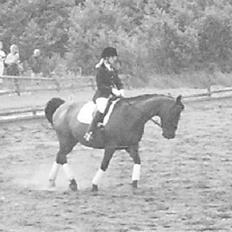 Dansk Varmblod Østergaardens Frölich