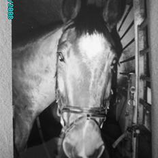 Dansk Varmblod Østergaardens Frölich