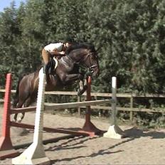 Holstener Blide - SOLGT