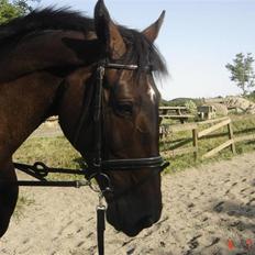 Holstener Blide - SOLGT