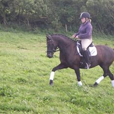 New Forest Sânbuorster Femke