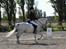 Welsh Pony (sec B) Lyngvejens Frajser R.I.P - han er bare så lækker <33