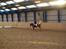 Hollandsk Sportspony Skovlykkes Choice solgt  - galop galop hehe