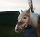 Haflinger Gulla (solgt)