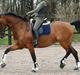 Dansk Varmblod Athene K - Solgt