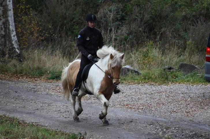 Islænder Hetta fra Kongehøj - Trav 24/9-09. Rytter: Magnus - Efter 2 ugers træning billede 5
