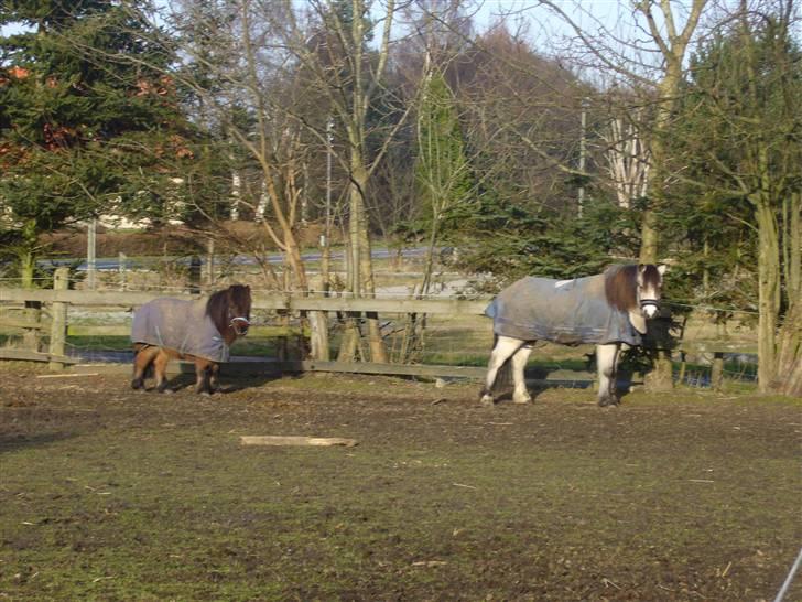 Shetlænder Nullermand<3 Mit Savn )': - der har vi jo pony banden hehe (den hvide hedder snebold<3) billede 2