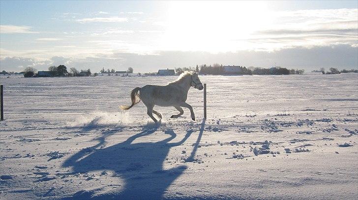 Welsh Mountain (sec A) Ræveskiftets Jock (Duke) - 17. Vinter 2010 FOTOGRAF: mig :D billede 17