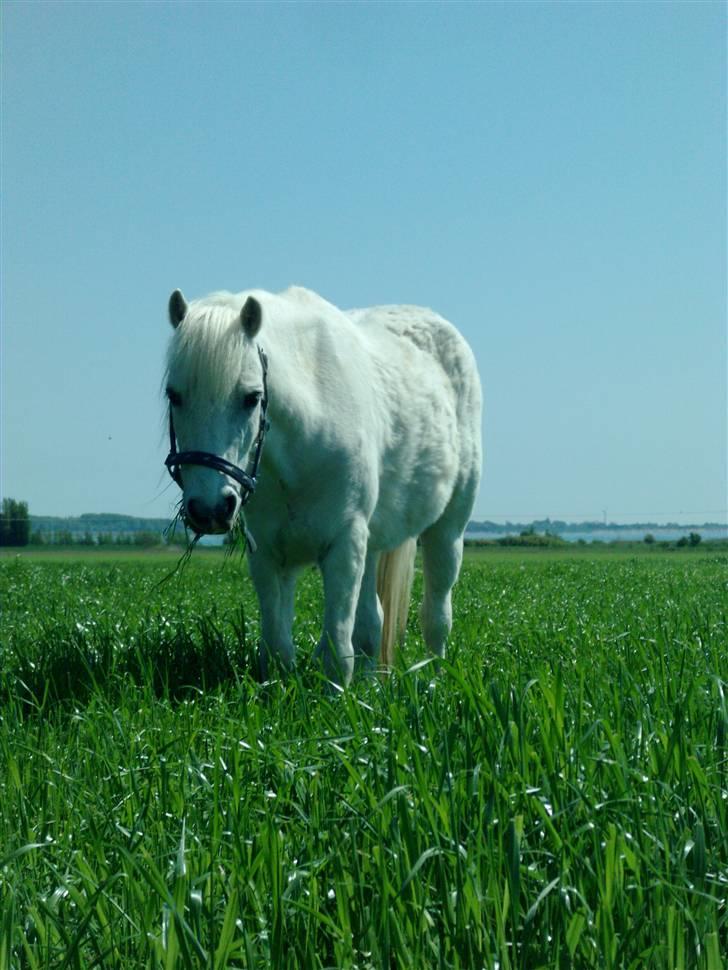 Welsh Mountain (sec A) Ræveskiftets Jock (Duke) - 18. ligner han står i det fri :D billede 18