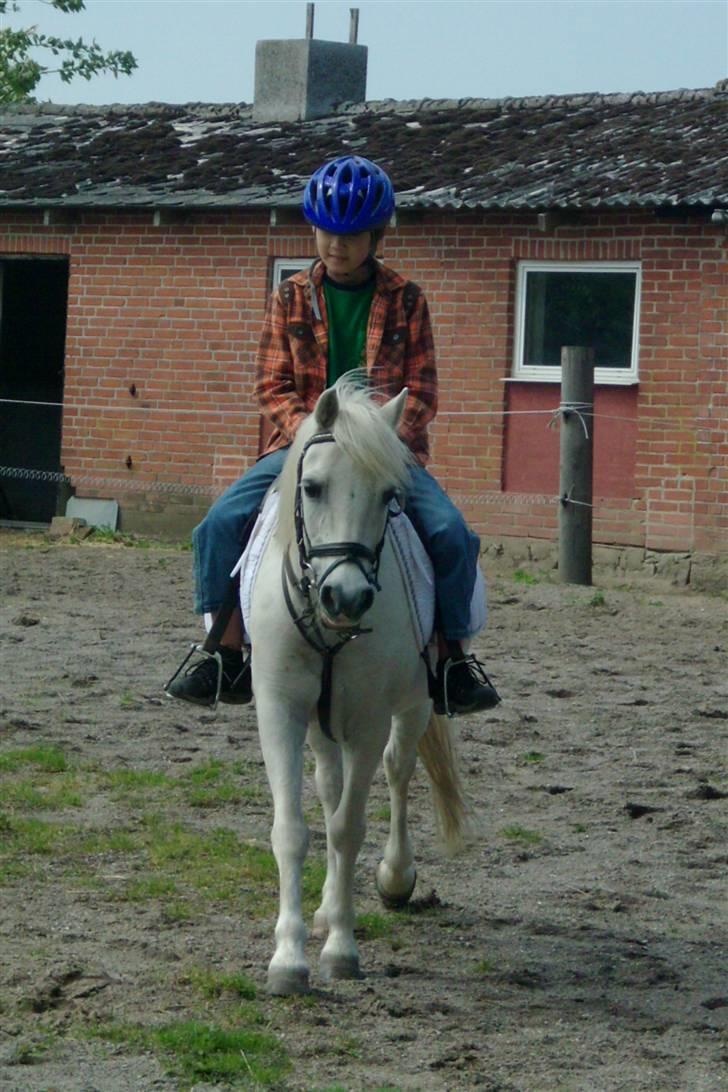 Welsh Mountain (sec A) Ræveskiftets Jock (Duke) - 19. Det er min fætter fra korea der rider duke ;D er han ikke bare god?! JAER! billede 19