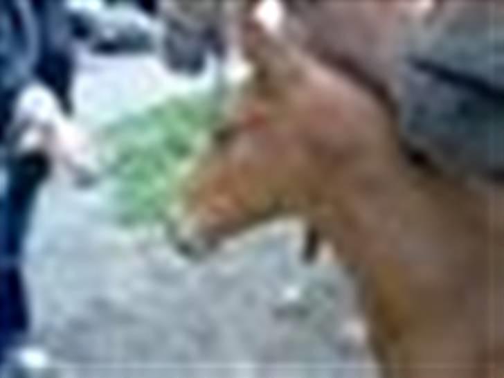 Holstener cheri - og igen med min veninde. billede 5