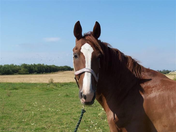 Gelderland Romeo billede 16