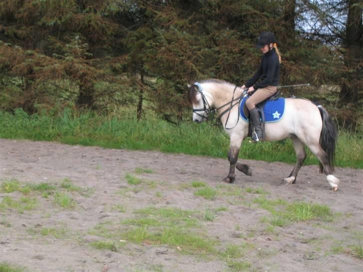 Anden særlig race ~Dirty snowball~ gl. part - er han ikk kær ? <3  (taget af andrea) billede 12