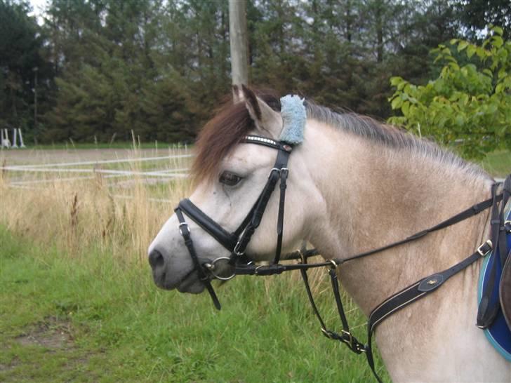 Anden særlig race ~Dirty snowball~ gl. part - min lille mummi trold <3   (taget af andrea) billede 14