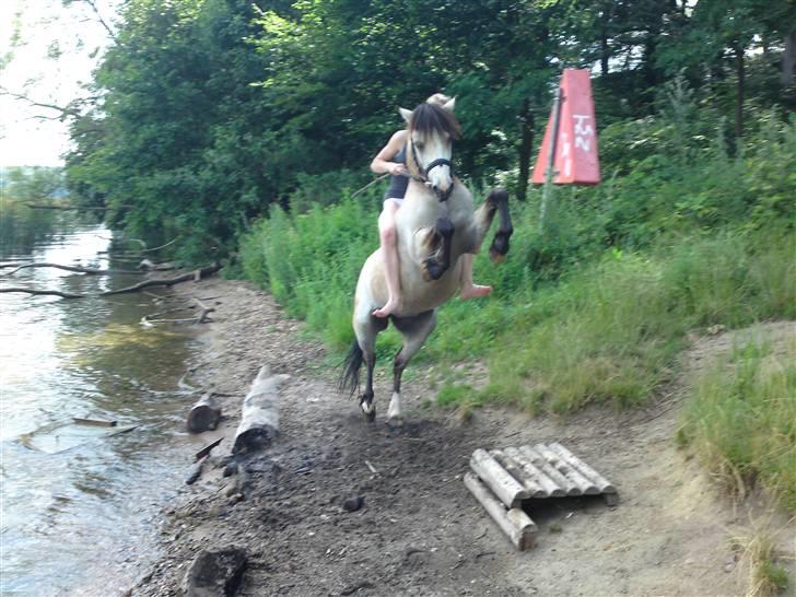 Anden særlig race ~Dirty snowball~ gl. part -  ja hvad skal jeg sige? han var vild<3 (taget af Andrea) billede 15