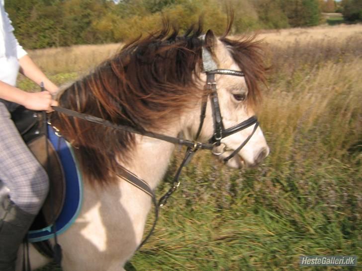 Anden særlig race ~Dirty snowball~ gl. part - elsker det her billede <3 (taget af ANDREA) billede 16