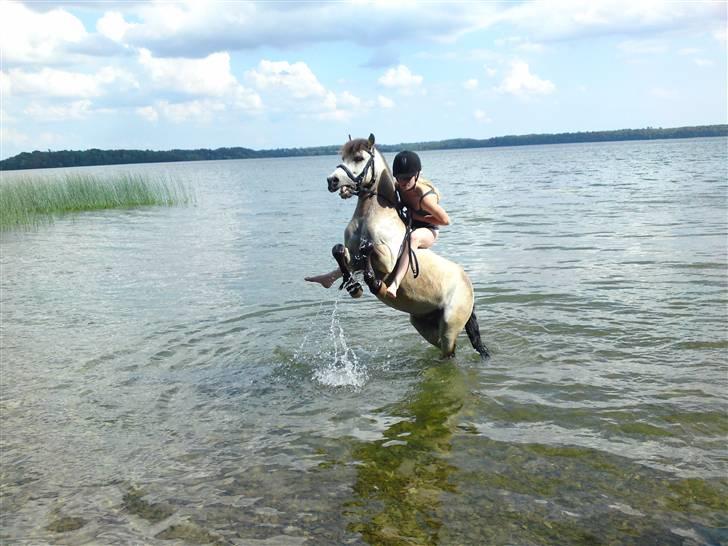 Anden særlig race ~Dirty snowball~ gl. part - Vild bassen? ved godt jeg har fat i munden på ham men han var vild <3  (taget af andrea) billede 18