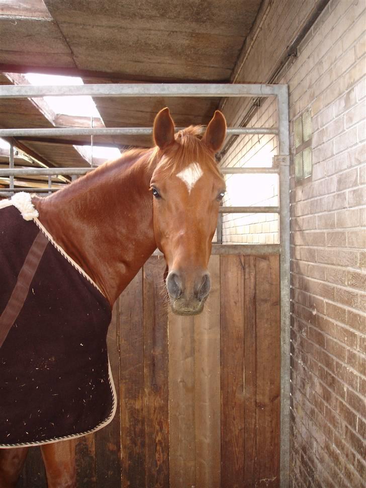 Trakehner Bogart - Min smukke prins.  billede 1