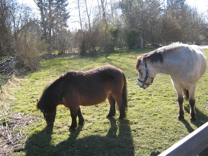 Shetlænder Nullermand<3 Mit Savn )': - på græs om sommern det er såh dejligt <3 billede 6