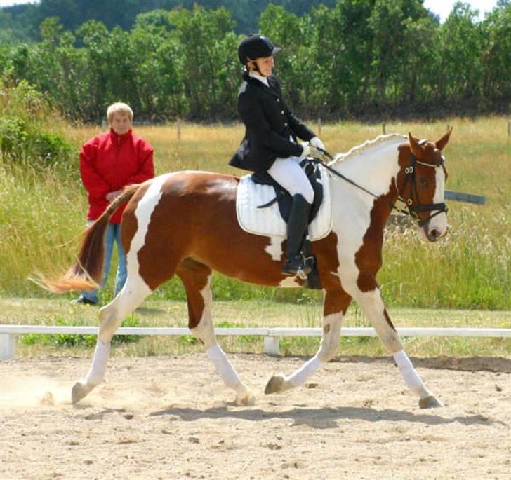 Pinto Shakira - Stævne 21/6-08 Foto: Joan Kvolbæk billede 12