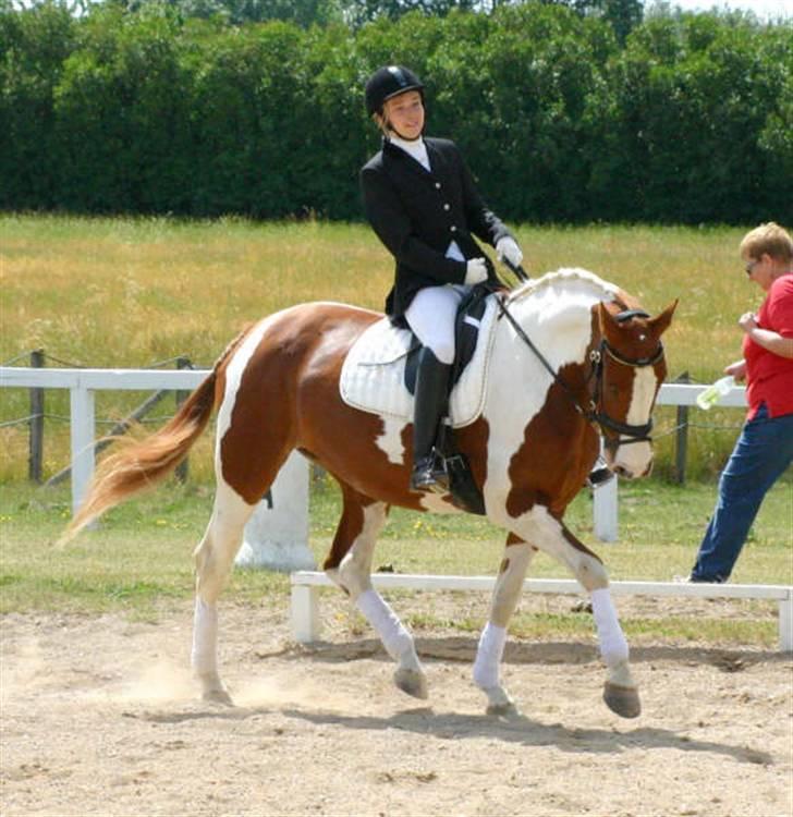Pinto Shakira - Stævne 21/6-08 Foto: Joan Kvolbæk billede 15
