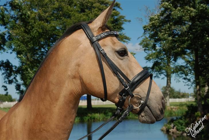 Anden særlig race *Golden Destiny*†aflivet† - smukke pige billede 16