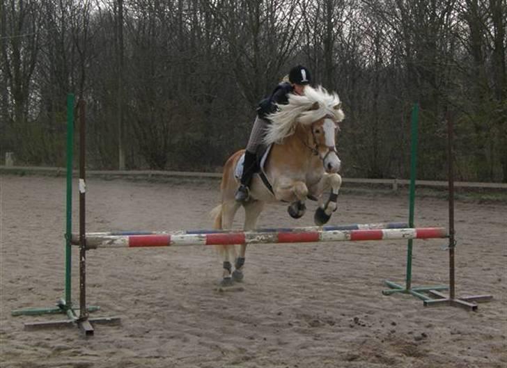 Haflinger Anker Kyhnæb - Det bedste billed af Simone og Anker<3  Springer LD=70cm for 1. pony billede 11