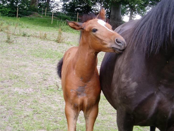 Oldenborg Bosgaards Picaso - „Du er altså lidt beskidt der mor! “ billede 3