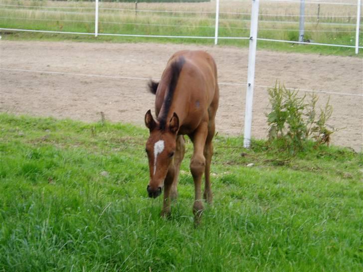 Oldenborg Bosgaards Picaso - „mmmm. græss “ billede 6