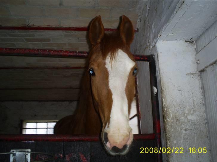 Frederiksborg Sylvester billede 1