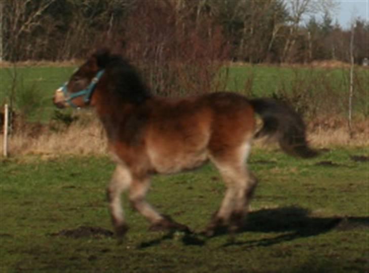 Anden særlig race Horus *SOLGT* billede 11