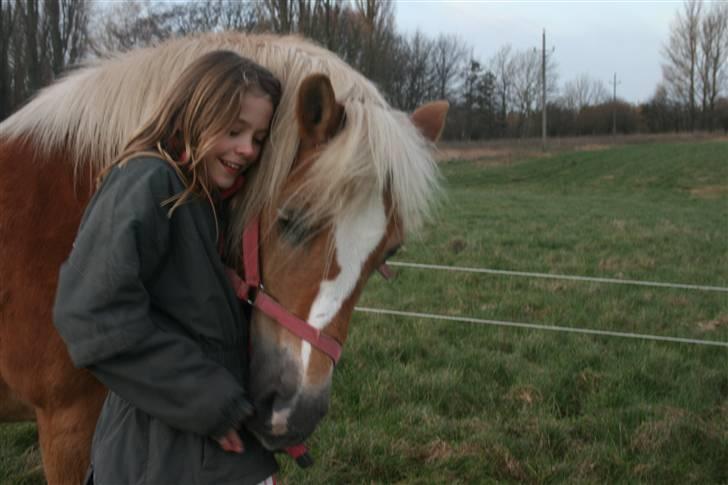 Haflinger Flotti (solgt) - lille skat billede 1