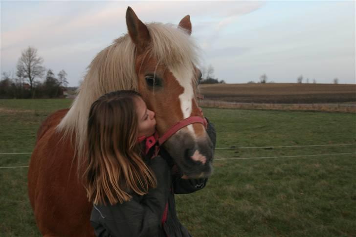 Haflinger Flotti (solgt) - kys kysss  billede 2