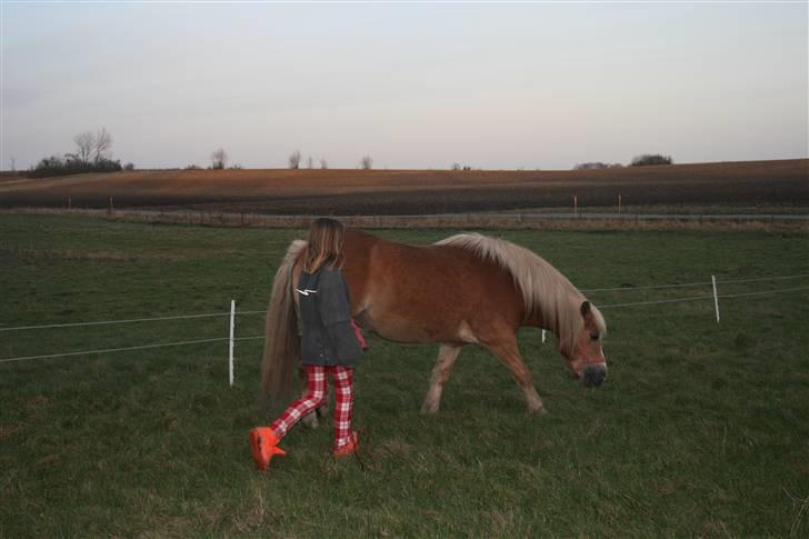 Haflinger Flotti (solgt) - kom her gris billede 3