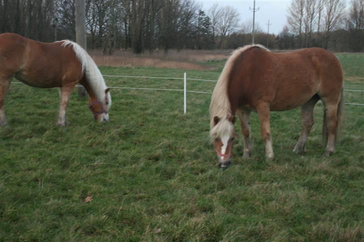 Haflinger Flotti (solgt) - Floti og hendes bedste ven Gulla billede 4