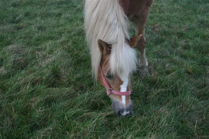 Haflinger Flotti (solgt) - nammen grassss!!!!!!!!!!!!!!!!!!!!!! billede 5