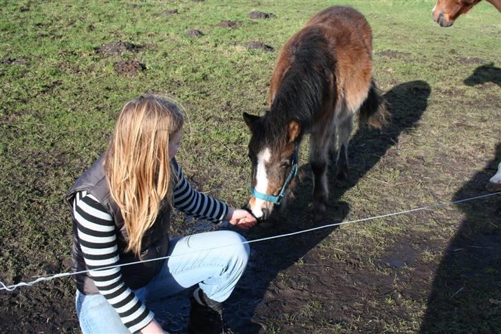 Anden særlig race Horus *SOLGT* billede 12