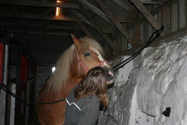 Haflinger Flotti (solgt) - uhhhhh!!!! billede 6