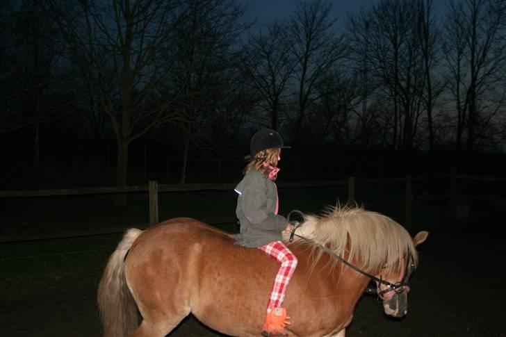 Haflinger Flotti (solgt) - Se mig lige jeg kan da godt gå pænt ! billede 8