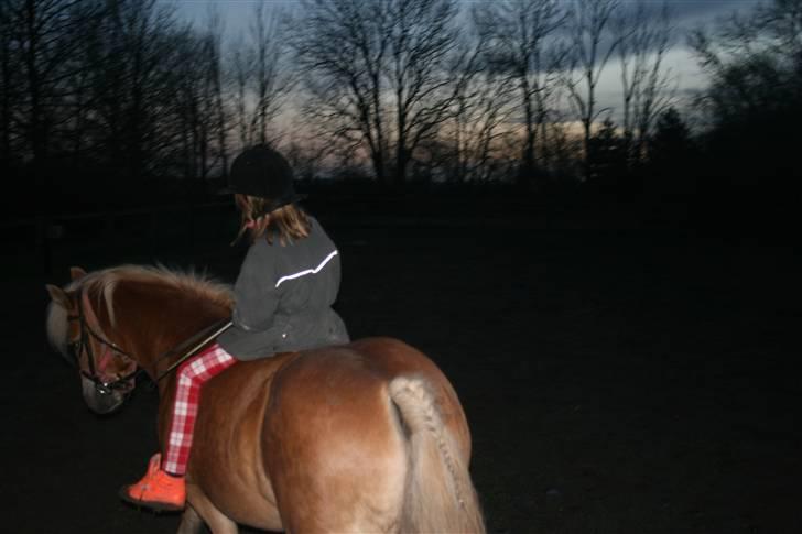 Haflinger Flotti (solgt) - Ihhhhhhhh Hvor er jeg bare smuk :D billede 9