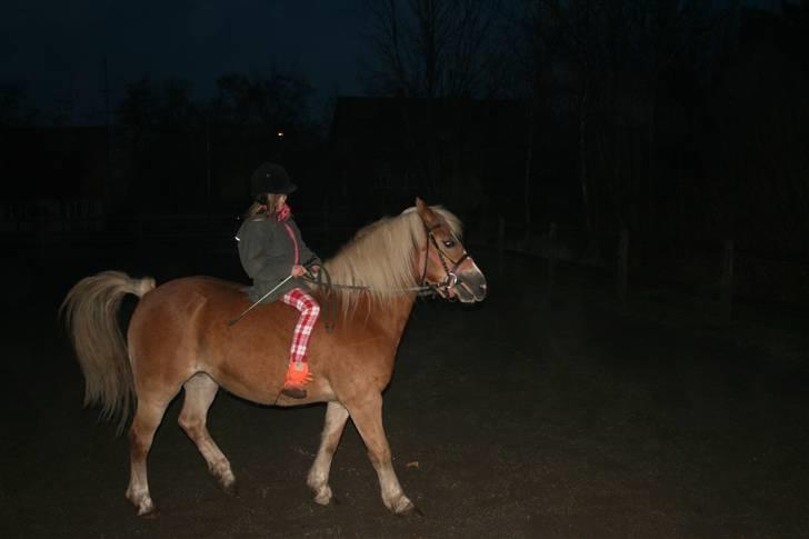 Haflinger Flotti (solgt) - Jeg kan også hvifte med min hale XD  billede 10