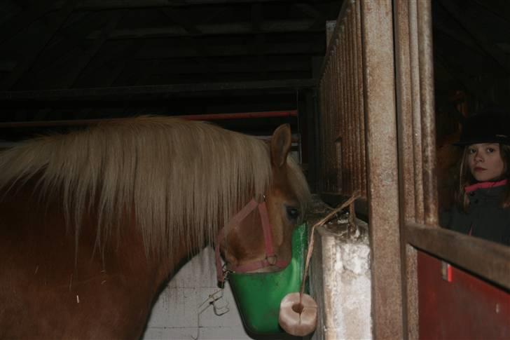 Haflinger Flotti (solgt) - Namm Mad det var lækkert ! billede 11
