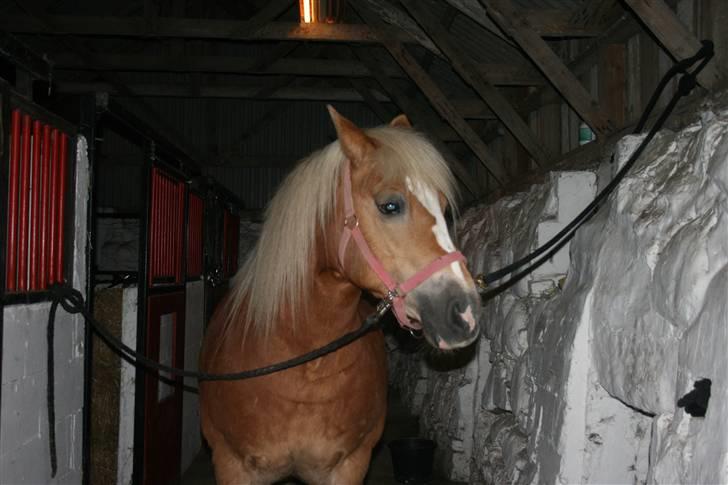 Haflinger Flotti (solgt) - Og så står jeg her og kigger :D billede 12