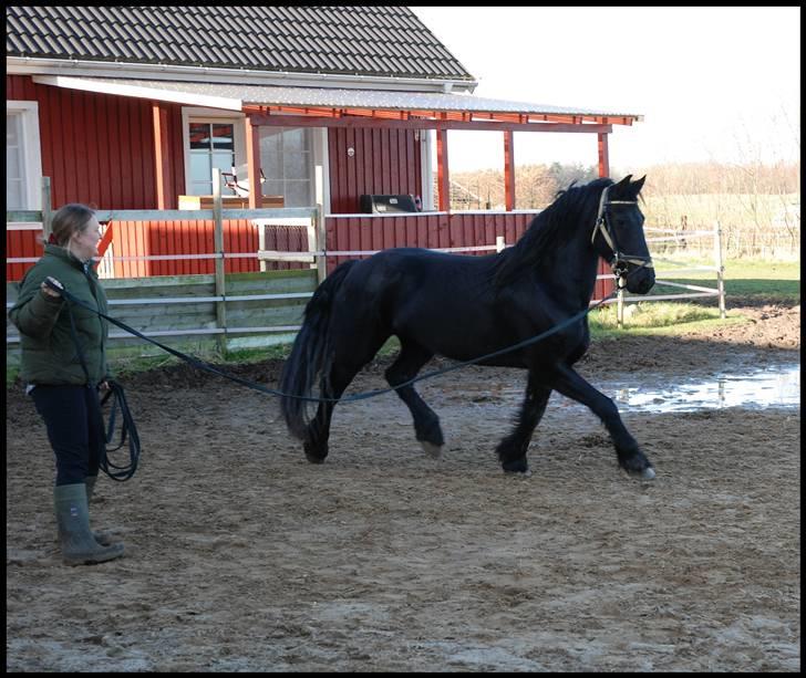 Frieser Berber van Ravensbos billede 7