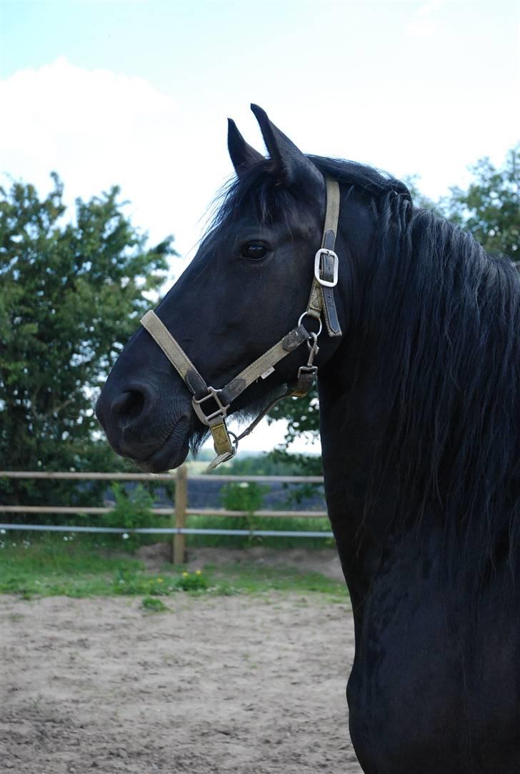 Frieser Berber van Ravensbos billede 9