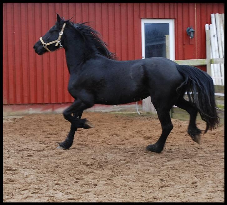 Frieser Berber van Ravensbos billede 10
