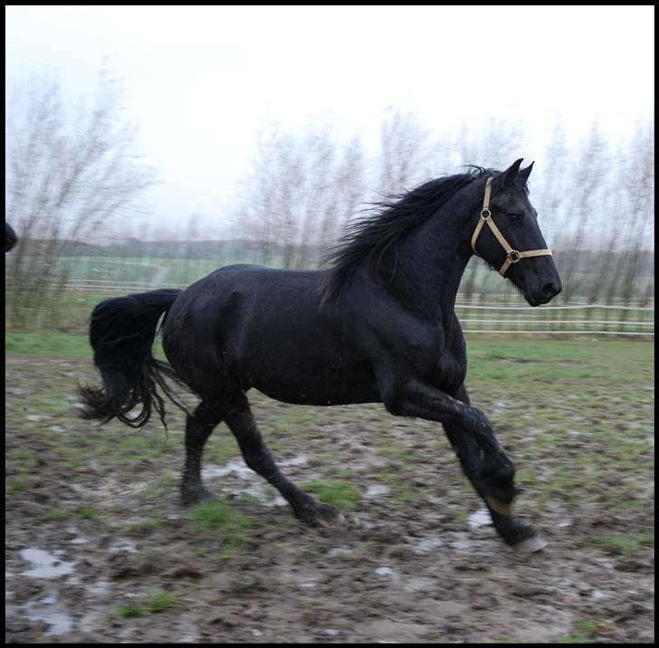 Frieser Berber van Ravensbos billede 11