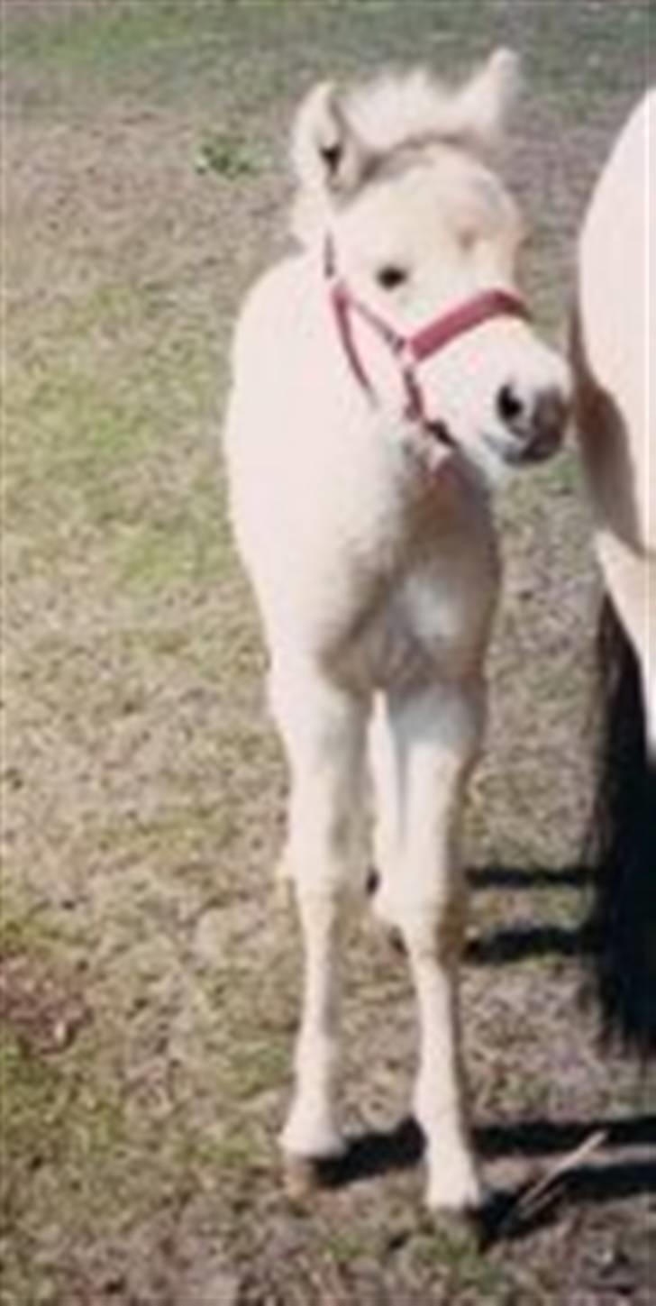 Fjordhest Liv  -   RIP :´( - Liv som nyfødt, er hun ikke batre dejlig ? billede 6