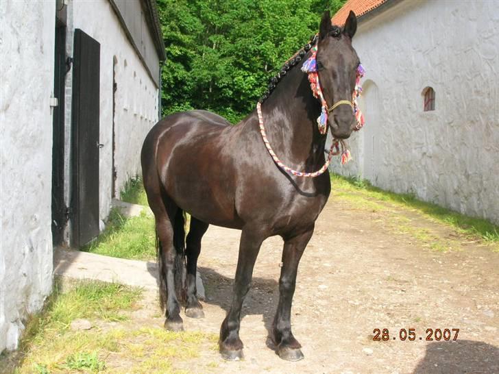 Frieser - Laika  billede 2