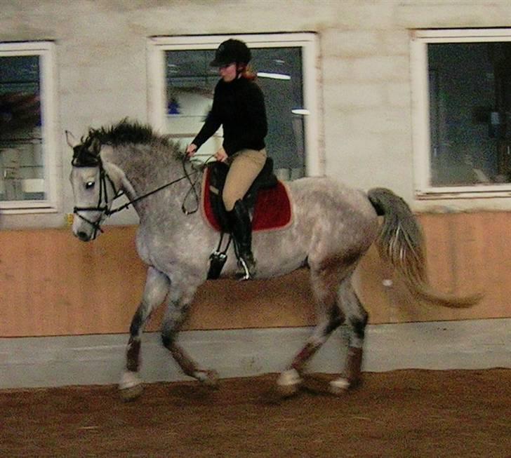 Anden særlig race El Casso billede 2